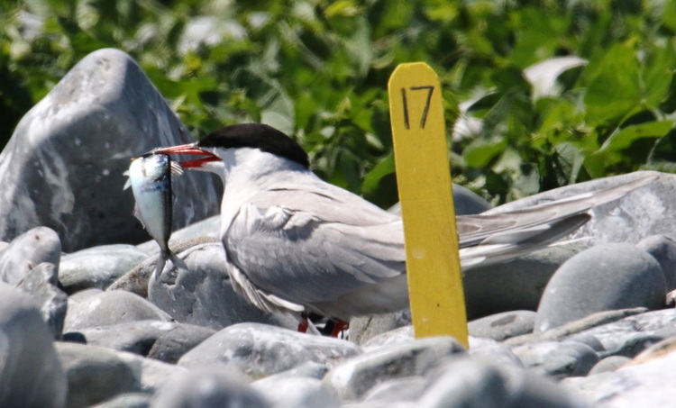 Common Tern with Little Tunny - North Brother - July 13, 2026